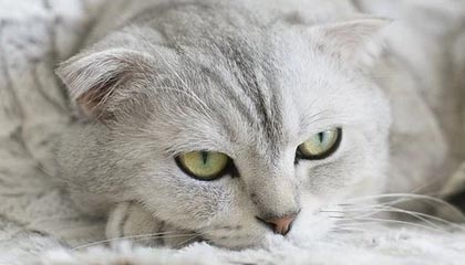 盛世棋牌-上港近6年首次无缘中超前3 进亚冠指望别人帮忙？